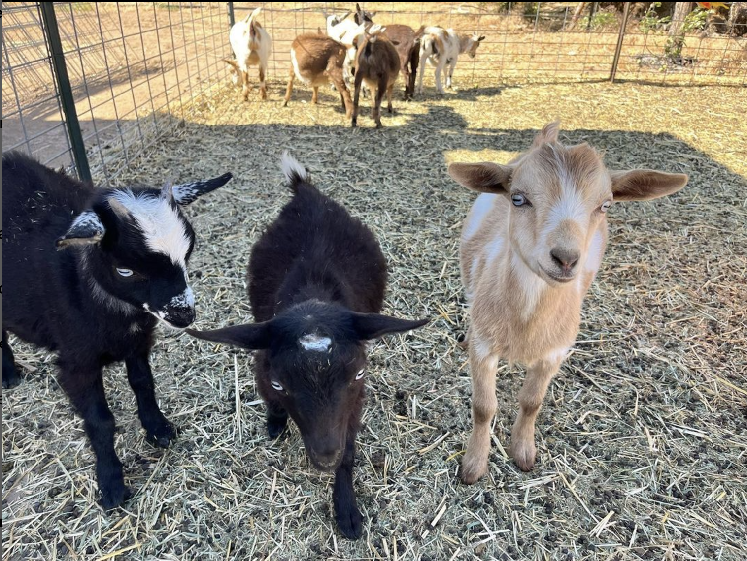 Young goats at a family farm