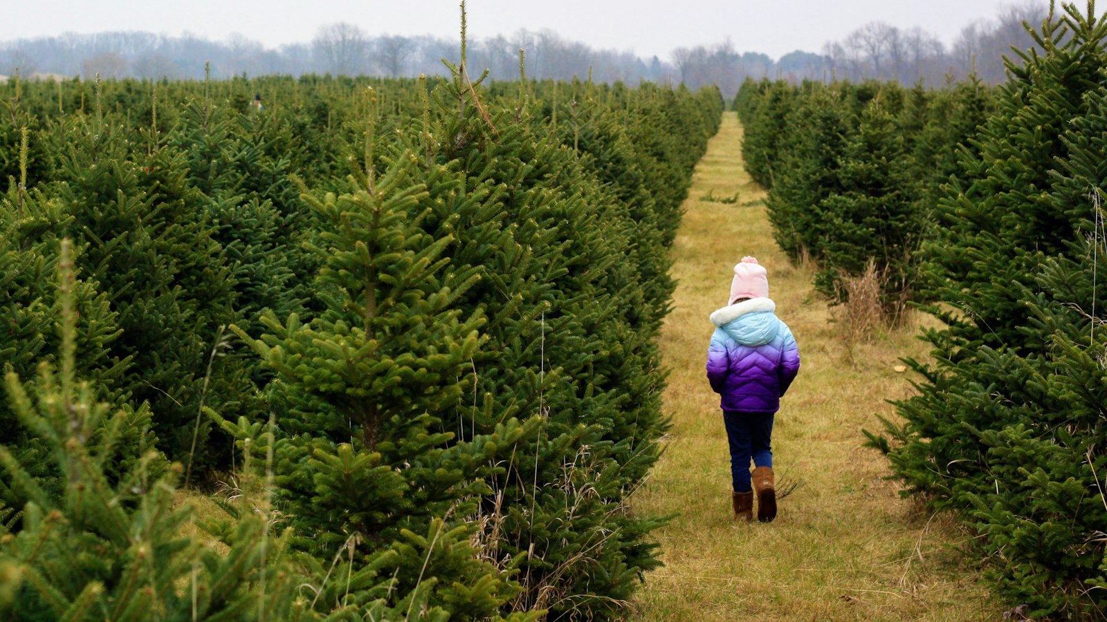 Christmas tree farms